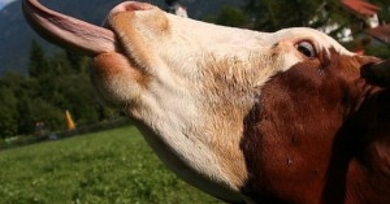 #117 The Cow Madness And The Prion Genius