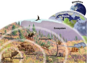 Ecological Organization