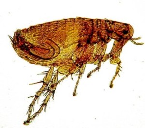 Flea of the Xenopsilla cheopis plague