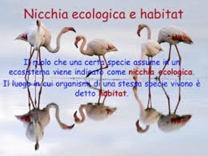 Ecologocal niche