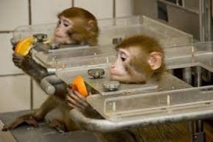 Experiments on monkeys