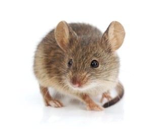 House mouse (Mus musculus)