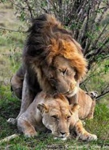 Lion reproducing