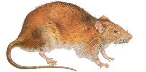 Rattus Norvegicus