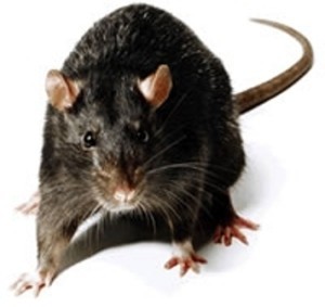 Rattus rattus (black mouse