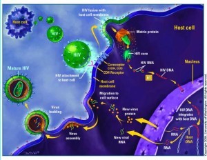 hiv_lifecycle
