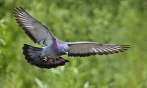ornithosis