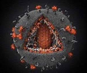 HIV in a host cell