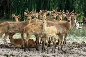 Deer overpopultion
