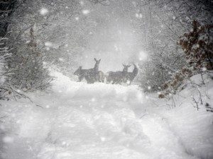 deer-on-snow