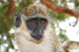 Green cercopithecus