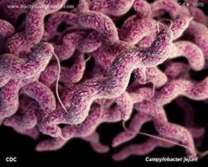 Campylobacter